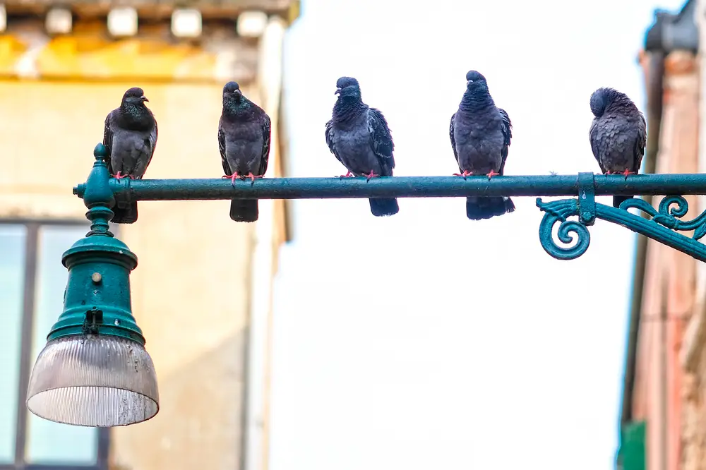 Allontanamento volatili professionale a Bari con sistemi deterrenti per piccioni, gabbiani e altri uccelli infestanti. Impresa di pulizie Bari specializzata in allontanamento volatili da tetti, cornicioni, balconi e capannoni industriali con metodi rispettosi e certificati. Servizio di allontanamento volatili efficace che garantisce protezione duratura di edifici e strutture aziendali con dissuasori professionali e operatori qualificati.