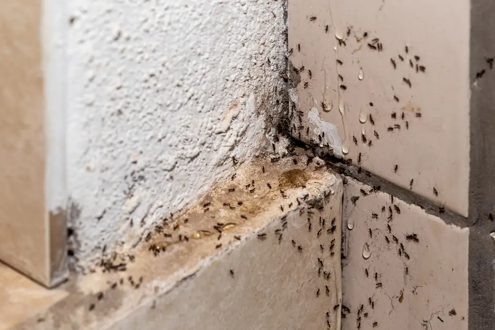 Disinfestazione formiche professionale a Bari con prodotti specifici per eliminazione colonie e formicai. Impresa di pulizie Bari leader nel controllo infestazioni formiche per uffici, aziende, cucine e spazi commerciali con trattamenti mirati e sicuri. Servizio di disinfestazione formiche efficace che garantisce eliminazione completa delle colonie e prevenzione anti-formiche con metodi certificati e operatori qualificati.